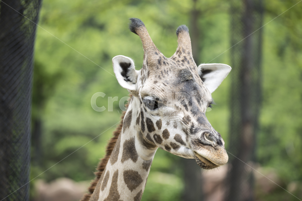 기린,동물,애니멀,giraffe,animal,초식동물,동물,animal,포유류,mammal