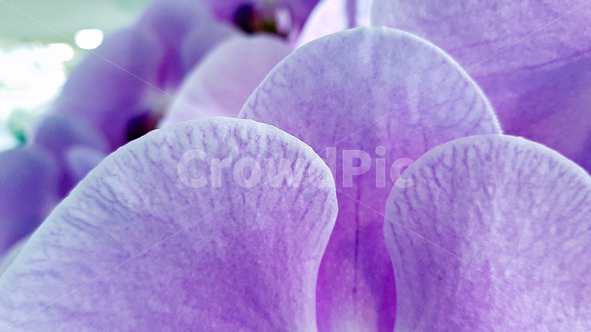 꽃,식물,꽃잎,beauty,flower,색감,감성,접사,plant,식물,자연,plants,nature,꽃,flower