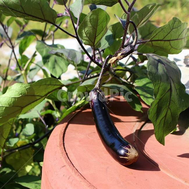 시골,텃밭,가지,가지사진,시골풍경,식물,자연,plants,nature,채소,야채,vegetables,산업,industry,industrial,농업,농사,agriculture,farming,farming industry