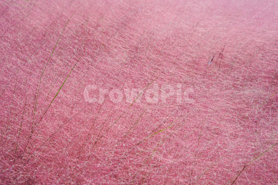 핑크뮬리,가을,핑크,pink,pinkmuhlygrass,핑크갈대,갈대,그라스,가을,계절,fall,autumn,season,texture,조직