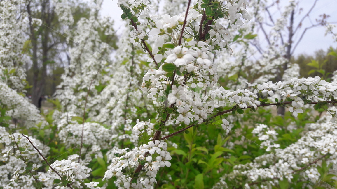 자연,봄,꽃,공원,맑음,식물,자연,plants,nature,꽃,flower