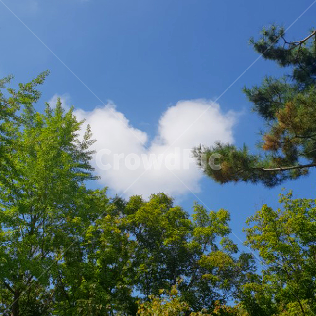 하늘,하트,구름,하트모양,나무,heart,sky,cloud,자연,풍경,nature,landscape,tree,plant,식물,fir,전나무
