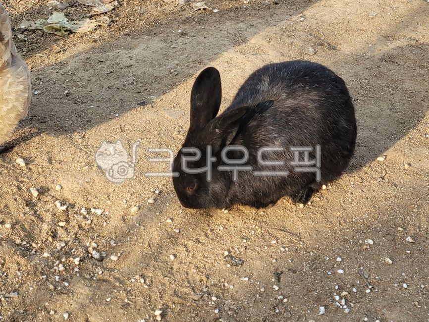 검정토끼,토끼,동물,농장,토끼새끼