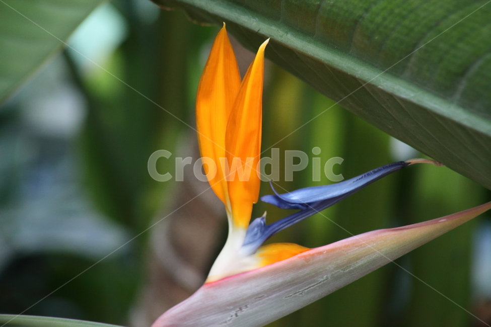 극낙조화,꽃,종교식물,strelitziareginae,blossom,식물,자연,plants,nature,꽃,flower