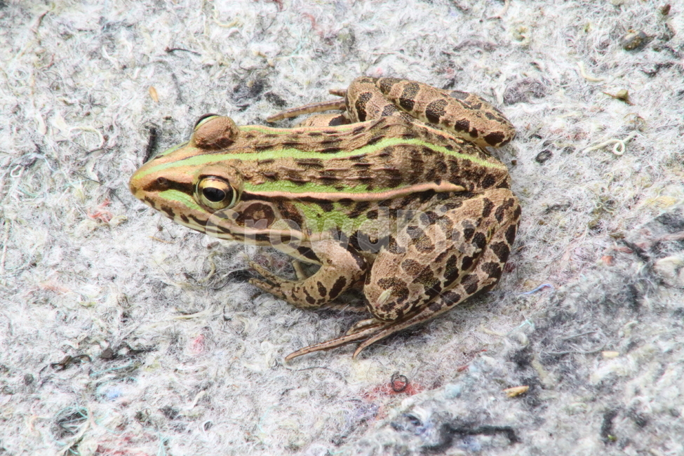 개구리,동물,양서류,토종개구리,frog,동물,animal,파충류,양서류,reptile,amphibian
