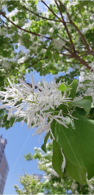 이팝나무,꽃,꽃나무,이팝꽃송이,봄꽃,식물,자연,plants,nature,꽃,flower