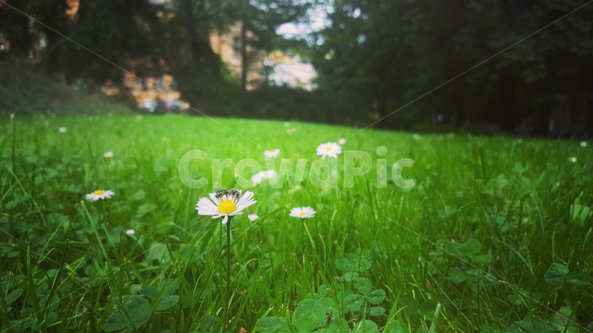 유럽,체코,까를로비바리,꽃,풍경,들꽃,자연