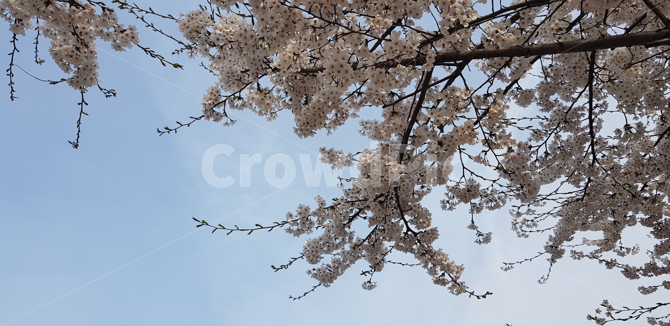 blossom,꽃,벚꽃,하늘,벚꽃나무