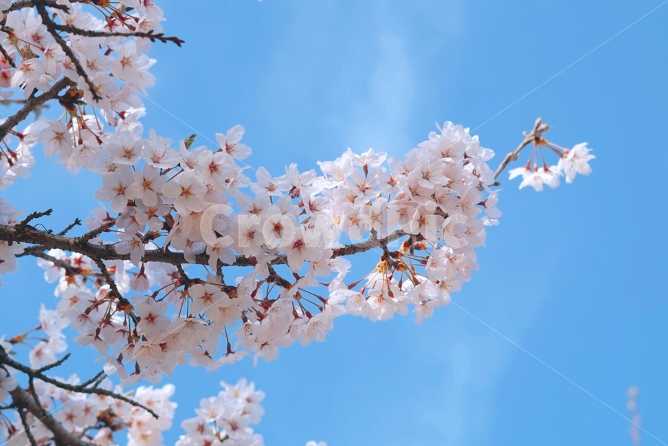 벚꽃,cherryblossom,봄,spring,하늘,봄꽃,보라매공원,꽃,flower,봄,계절,spring,season,plant,식물,blossom