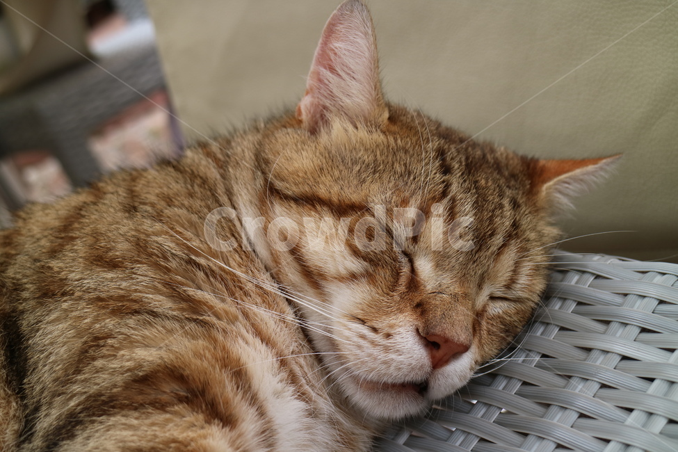 고양이,냥이,귀여운고양이,귀여운동물,귀여운나비고양이,들냥이,cat,kitty,잠자는,동물,animal,포유류,mammal,고양이,cat,kitten,kitty