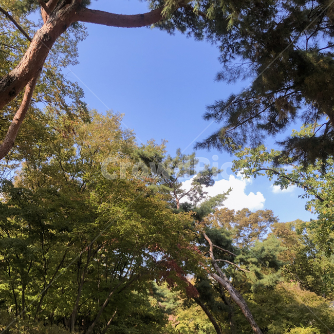 단풍,nature,자연,weather,날씨,outdoors,옥외,cumulus,sky,하늘,cloud,구름,tree,나무,treetrunk,나무줄기,plant,식물,자연,풍경,nature,landscape
