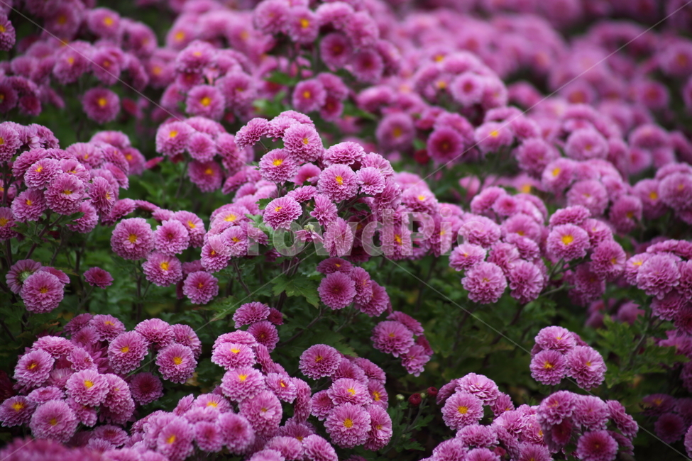 국화,식물,꽃,가을꽃,chrysanthemum,식물,자연,plants,nature,꽃,flower