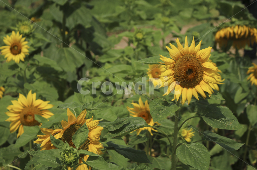 plant,식물,blossom,flower,꽃,sunflower,해바라기,밭,해바라기밭,들판,노란,초록,노랑,yellow,green