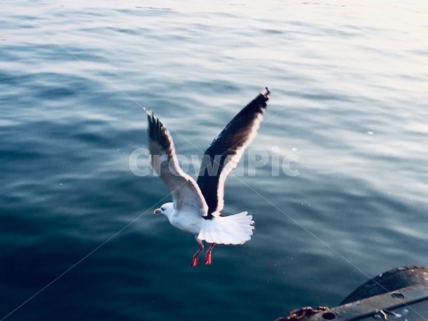갈매기,바다,주문진,활공,항구,자유,시작,날개,바다갈매기,동해바다,동물,animal,조류,새,birds