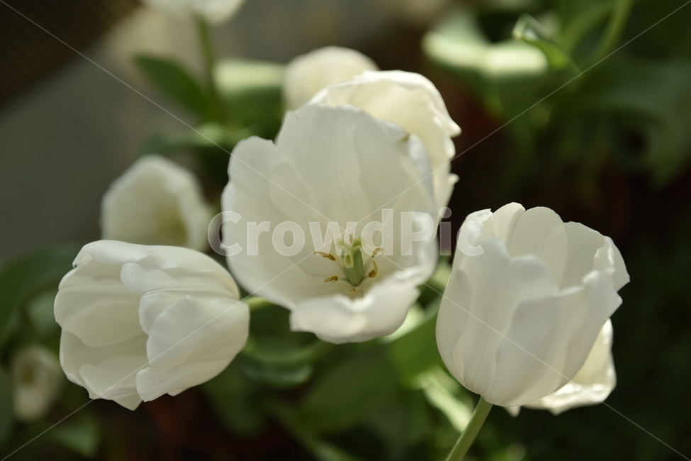 flower,plant,식물,geranium,꽃,blossom,제라늄