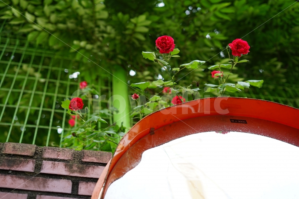 장미,꽃,플라워,레드,빨강,식물,화사,봄,여왕,아름다움,일상,스냅,행복,flower,로즈,rose,길,거리,식물,자연,plants,nature,꽃,flower