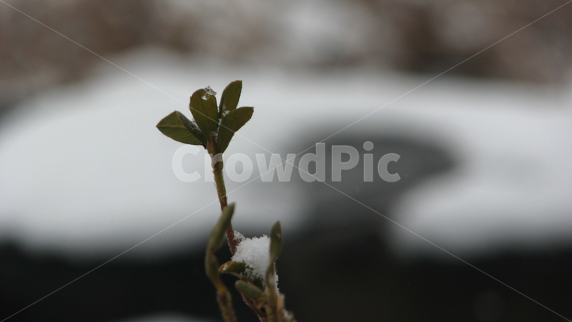 plant,식물,flower,bloom,꽃,겨울,계절,winter,season