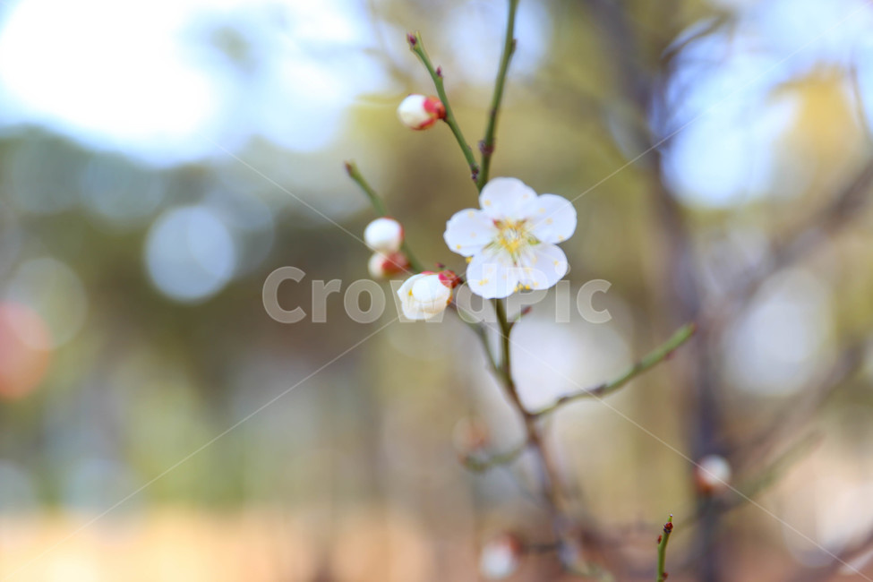 꽃,봄,매화,접사,한송이,봄,계절,spring,season,식물,자연,plants,nature,꽃,flower,감성,sensible,feeling,plant,geranium,제라늄,blossom