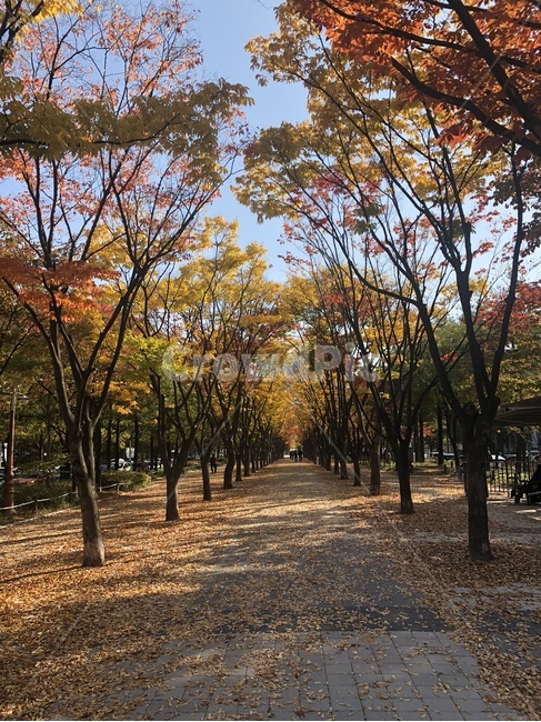 가을,낙엽,풍경,길,오후,가을,계절,fall,autumn,season,자연,풍경,nature,landscape,tree,나무,plant,식물,tree trunk,나무 줄기