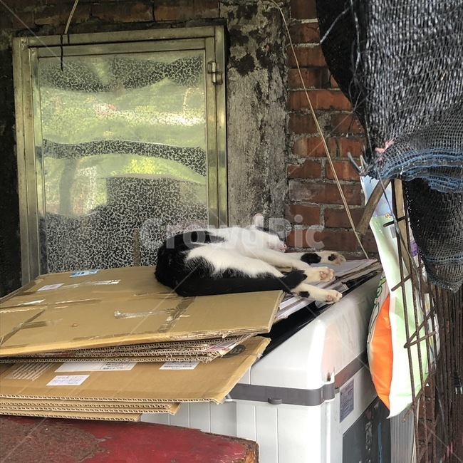 허우통,고양이마을,cat,고양이,대만,동물,animal,포유류,mammal,고양이,cat,kitten,kitty