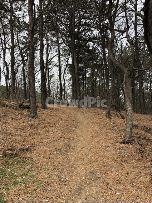 ground,바닥,road,도로,dirtroad,흙길,gravel,자갈,tree,나무,plant,식물,등산,산