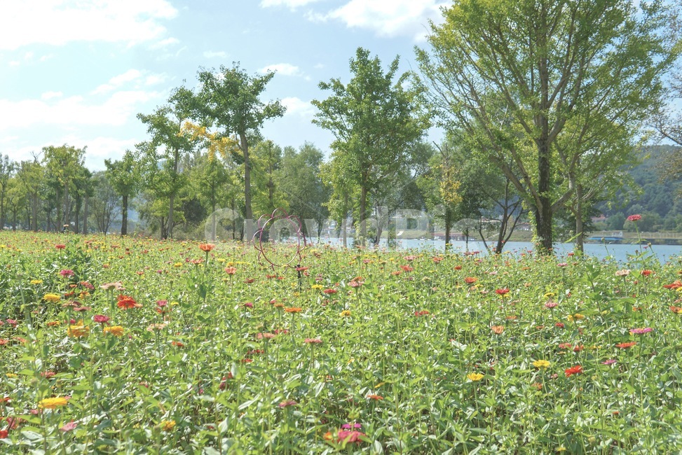 grassland,목초지,field,들,자연,nature,식물,자연,plants,nature,꽃,flower