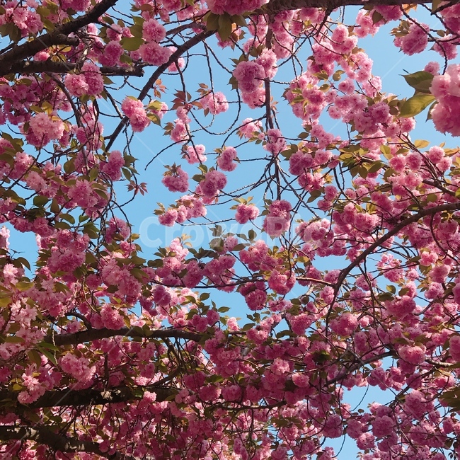 겹벚꽃,벚꽃,봄,핑크,꽃놀이,식물,자연,plants,nature,꽃,flower