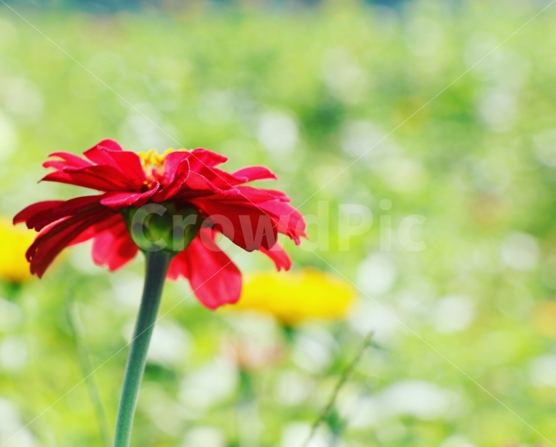백일홍,꽃,자연,한강,산책,식물,자연,plants,nature,꽃,flower,감성,sensible,feeling