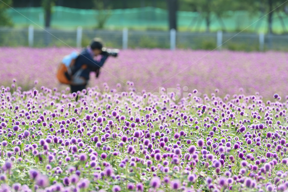 천일홍,출사,사진작가,꽃밭,집중,식물,자연,plants,nature,꽃,flower,사람,인물,인간,human,person,사진작가,포토그래퍼,photographer
