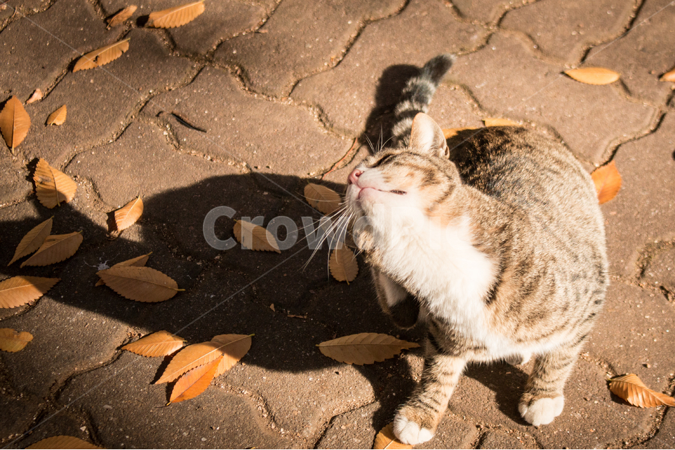 고양이,길고양이,아기고양이,새끼고양이,고양이가족,동물,가을,계절,fall,autumn,season,동물,animal,포유류,mammal,고양이,cat,kitten,kitty,ground,바닥,soil,흙