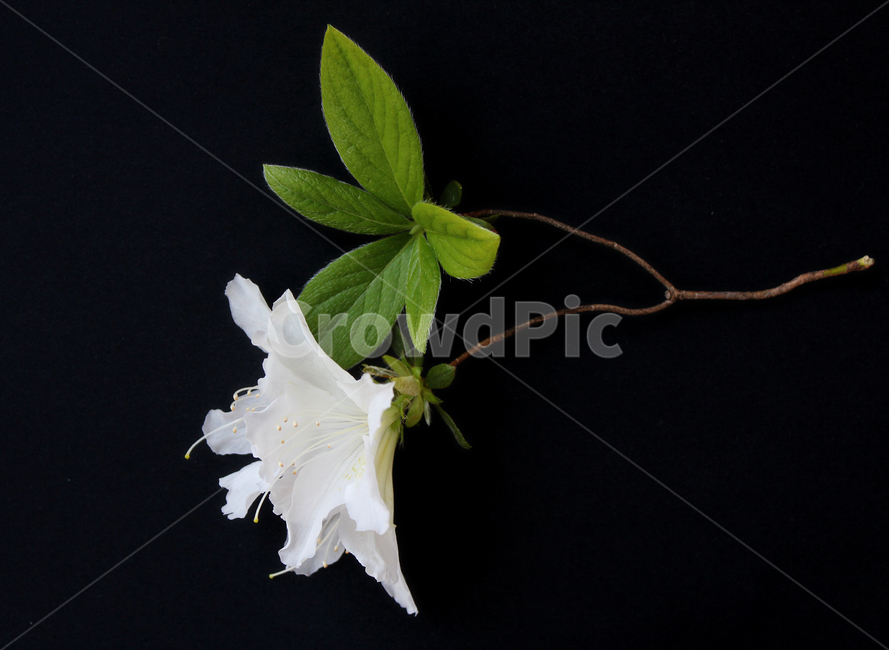 azaleas,azaleasflowers,closeup,decoration,detail,flower,fresh,green,leaf,leaves,macro,natural,nature,plant,royalazaleablossom,whiteazaleasflowers,철쭉,철쭉꽃,클로즈업,디테일,꽃,신선한,그린,녹색,잎,나뭇잎,잎사귀,자연,식물,플라워,진달래,검은색,검정,블랙,꽃,flower,누끼,remove background