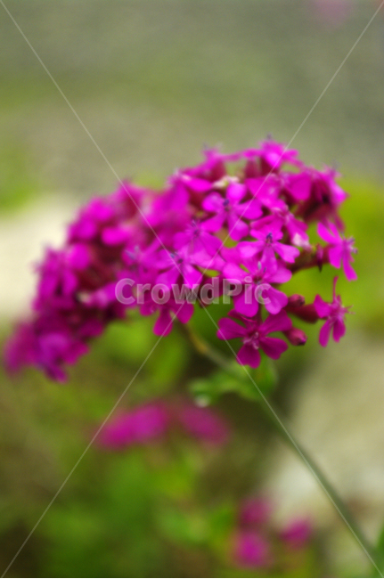 꽃,식물,flower,color,끈끈이대나물,식물,자연,plants,nature,꽃,flower