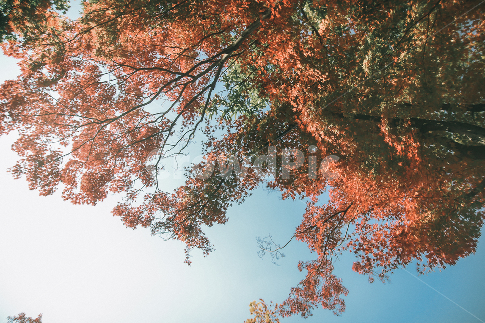 가을,감성,필름,단풍,햇살,가을,계절,fall,autumn,season,tree,나무,plant,식물,maple,leaf,잎