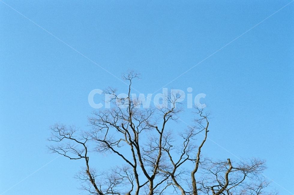 필름사진,감성사진,하늘,나무,겨울나무,겨울,계절,winter,season,식물,자연,plants,nature,나무,trees,wood