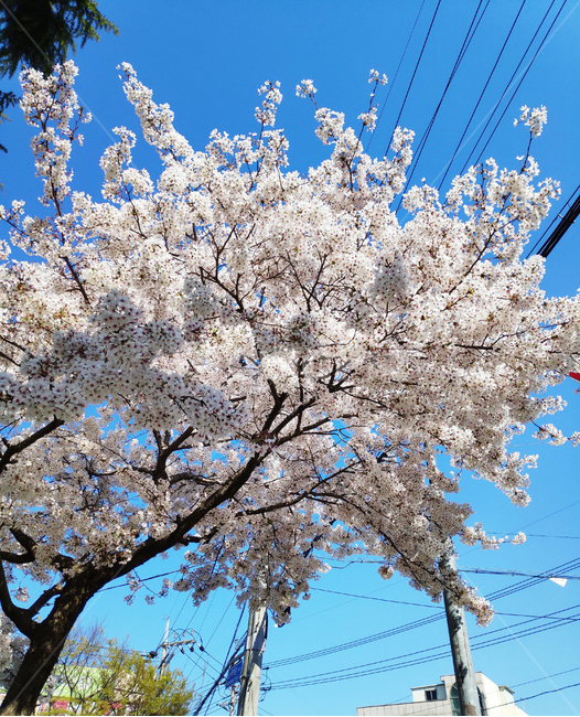 벚꽃,cherryblossom,꽃,봄,spring,식물,plant