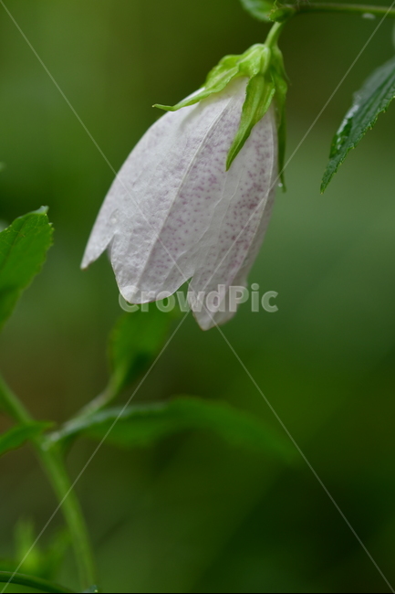 야생화,꽃,식물,자연,봄,식물,자연,plants,nature,꽃,flower
