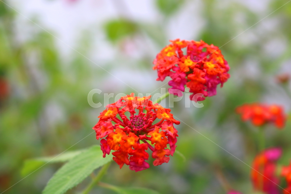 란타나,꽃,란타나꽃,식물,열대식물,란타나카마라,마편초과,자연,식물,자연,plants,nature,꽃,flower