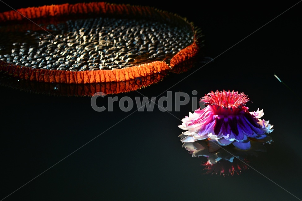 lighting,조명,plant,식물,flower,blossom,꽃,밤,야경,연꽃,수련,빅토리아연,빅토리아연꽃