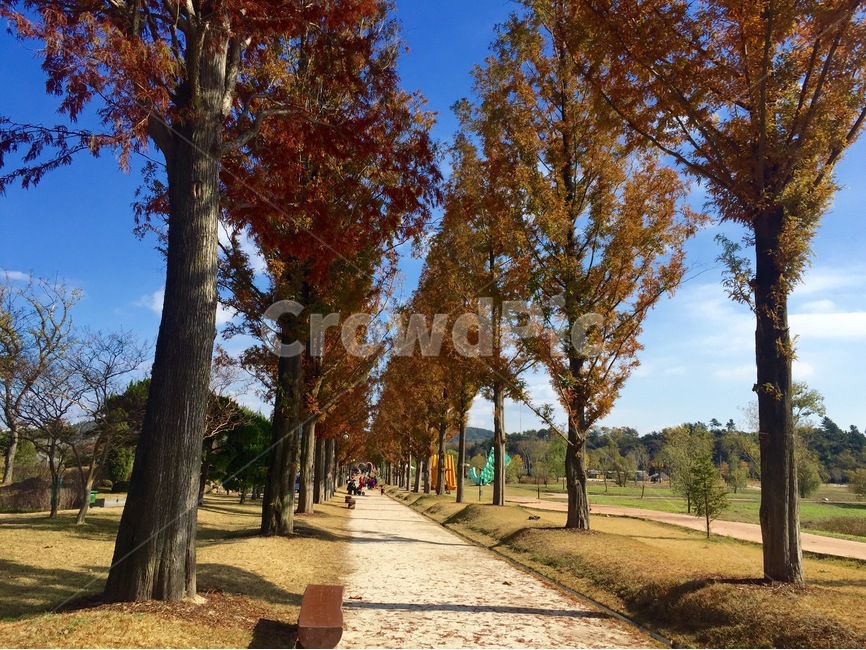 순천,순천만국가정원,가을,풍경,메타세쿼이아,가을,계절,fall,autumn,season,자연,풍경,nature,landscape,한국자연풍경,한국자연경관,korea nature landscape,식물,plants,나무,trees,wood,tree,plant,tree trunk,나무 줄기,path,통로,walkway,보도