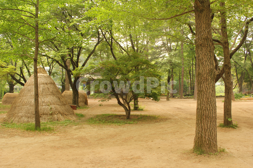 움막,숲,나무,자연,식물,흙,흙길,흙바닥,한국,대한민국,남이섬,나미나라,춘천,공원,정원,실외,야외,나무기둥
