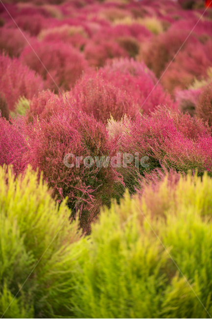 코키아,댑싸리,kochia,fall,autumn,가을식물,식물,나리공원,자연,식물,자연,plants,nature
