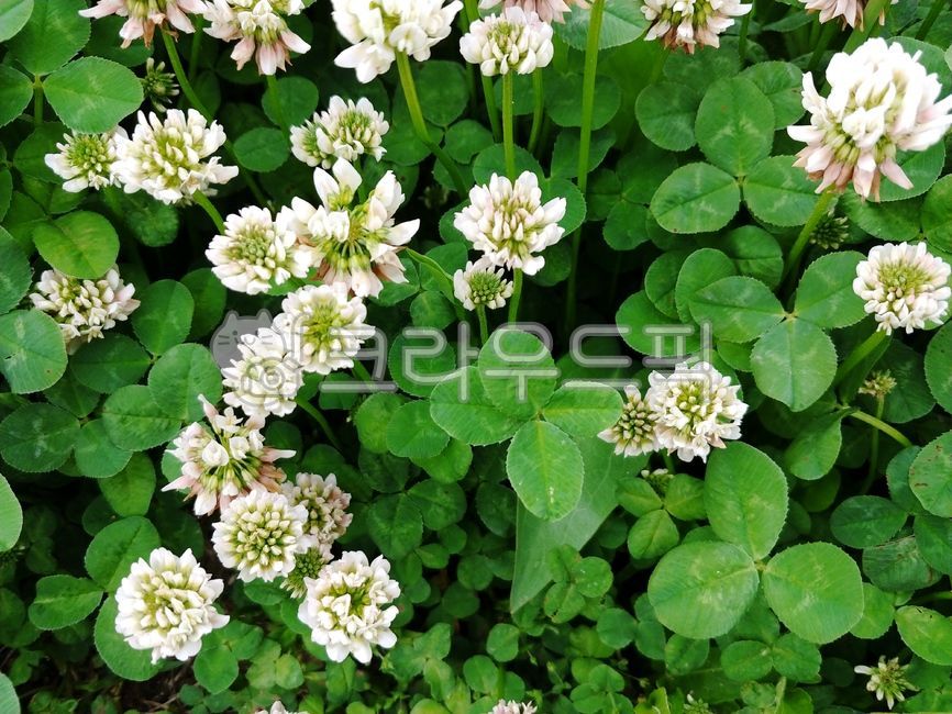토끼풀,꽃,야생화,네잎클로버,클로버,green,plant,식물,허브