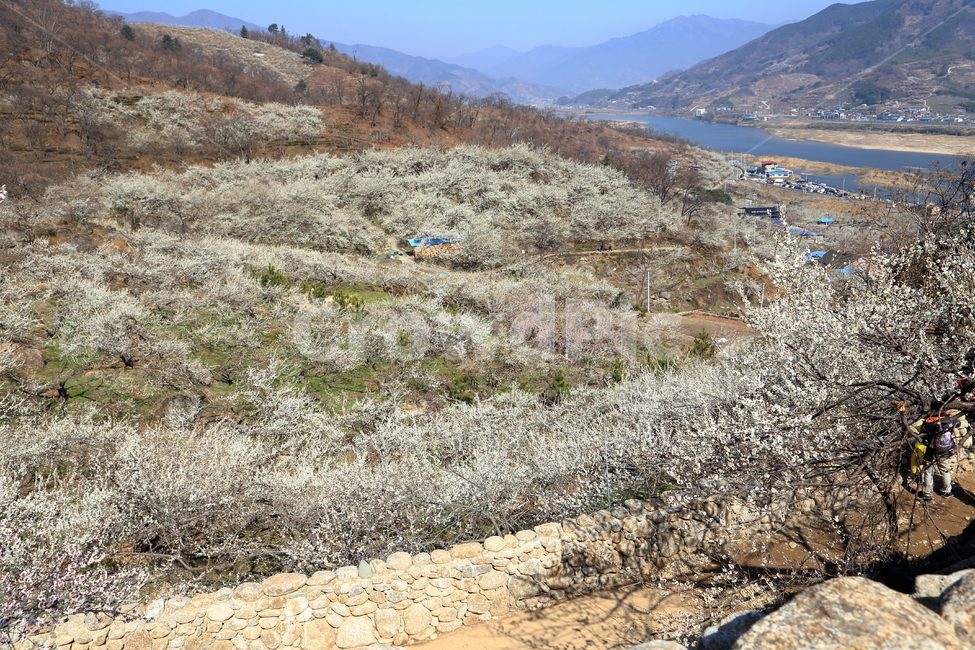 광양,광양벚꽃축제,벚꽃축제,섬진강,벚꽃풍경,봄,계절,spring,season,자연,풍경,nature,landscape,한국자연풍경,한국자연경관,korea nature landscape,ground,바닥,dirt road,흙길,gravel,자갈,road,도로
