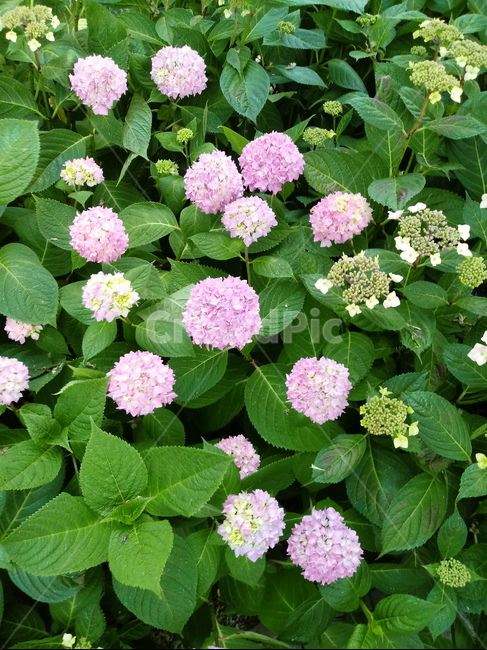 수국,자양화,간판수국,아탑수구,나무,꽃,마른꽃,식물