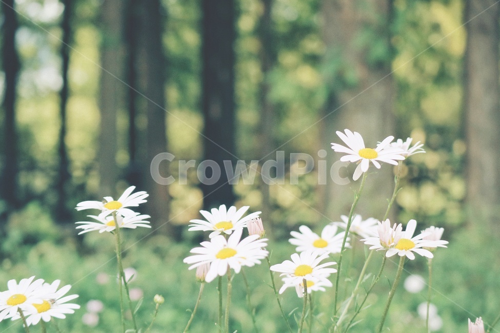 구절초,꽃,flower,감성,자연,nature,식물,자연,plants,nature,꽃,flower,감성,sensible,feeling
