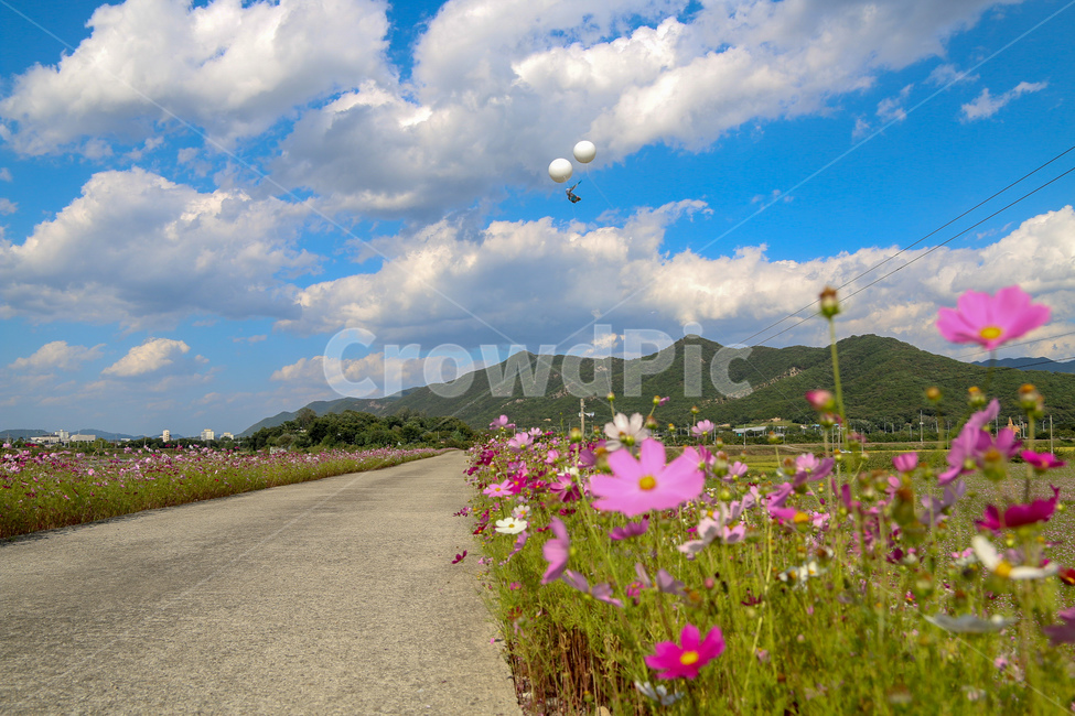 코스모스,풍경,꽃길,자연,꽃,경기도,코스모스축제,flowergarden,cosmos,flower,자연,풍경,nature,landscape,outdoors,옥외