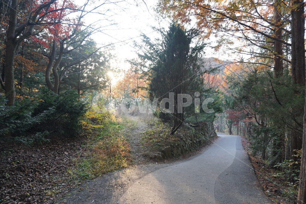 road,도로,dirtroad,흙길,gravel,자연,풍경,nature,landscape,식물,plants,나무,trees,wood