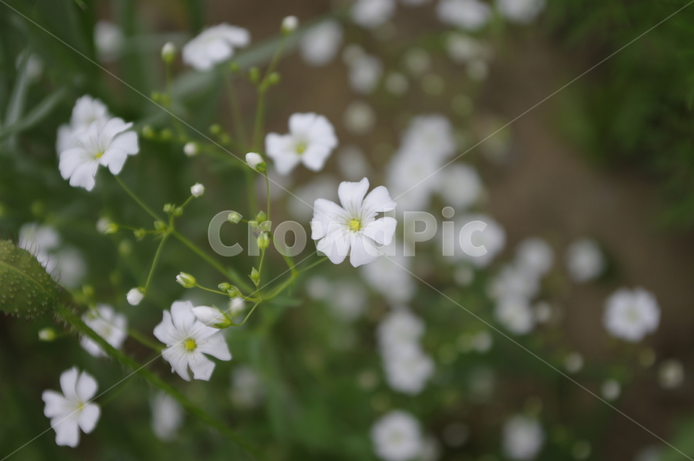안개꽃,꽃,flower,식물,plant,자연,nature