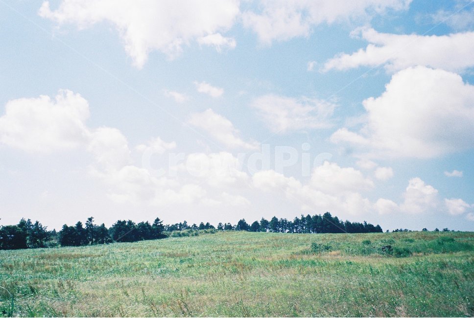 nature,필름카메라,필름사진,자연,목초지,들,들판,제주도,하늘,여름,자연,풍경,nature,landscape