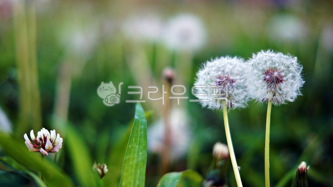 민들레,민들레홀씨,자연,꽃씨,야생화